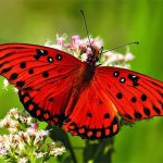Nature Jigsaw Puzzle – Butterfly